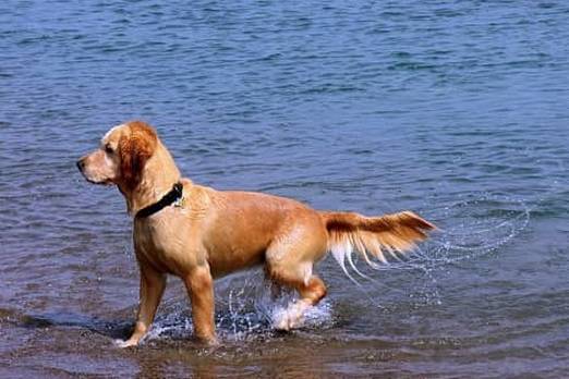 The Tail Wagging The Dog Definition Meaning Merriam Webster